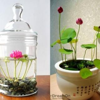Hạt giống sen nhật mini mix (5 hạt)