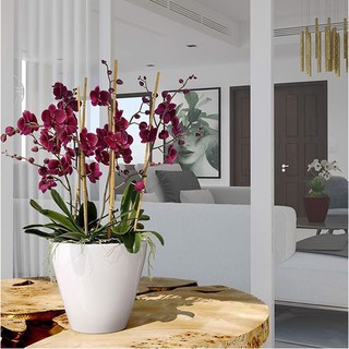Chậu sơn tròn bầu cao 20*20*18cm - Chậu nhựa tự dưỡng Catleza