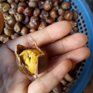 Combo 2kg Dac san mien nui que em hat de ngon