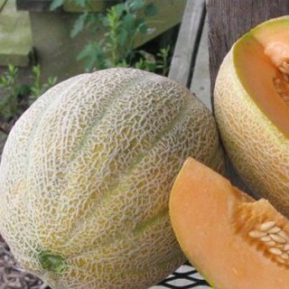 20h Hạt Giống Dưa Lưới Ruột Vàng Chịu Nhiệt Hales TÊT SALE ĐỒNG GIÁ SHOP MỚI