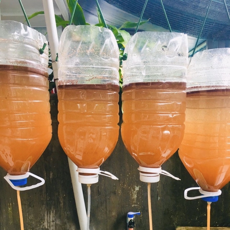 Artemia Ống Ấp Sẵn Đông Lạnh - Dùng Trực Tiếp, Bảo Quản Ngăn Đông