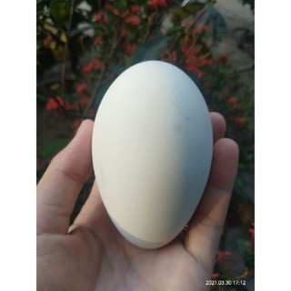 Trứng ngỗng nhà nuôi (không ấp được)