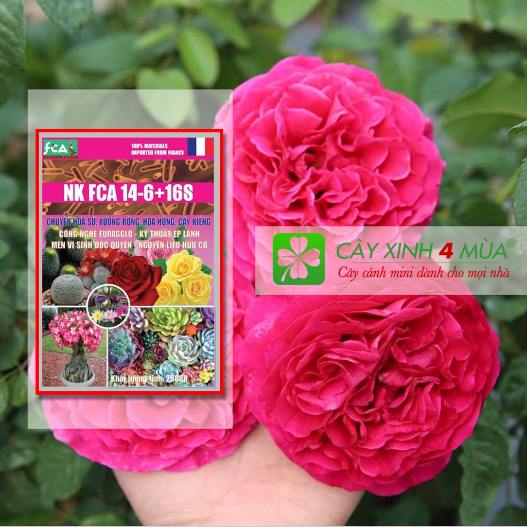 Phân bón tan chậm chuyên sen đá, xương rồng, hoa hồng, cây kiểng, hữu cơ vi sinh NK FCA 14-6+16S.