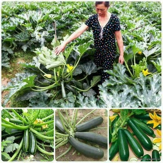 Gói 2 gam hạt giống bí ngồi xanh f1 chseed