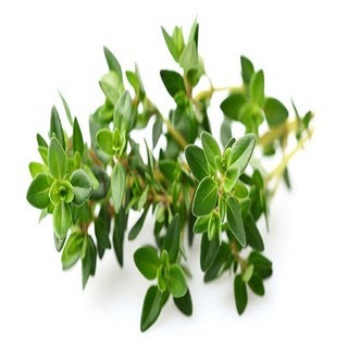 Trọn Bộ Sản Phẩm Trồng Hạt Giống Cỏ Xạ Hương + Bộ Hỗ Trợ 3 Viên Nén và 1 Gói Thuốc Trừ Bệnh