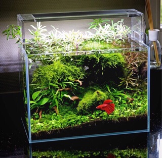 Phân nền thủy sinh Aquafor 3 lít
