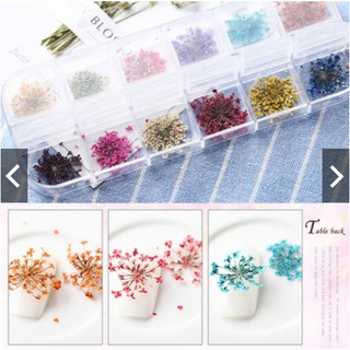 hoa khô, hoa thật ép khô trang trí móng