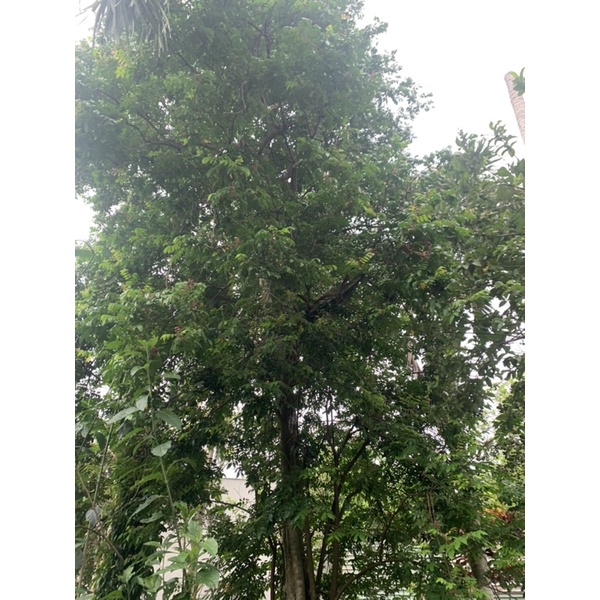Lá khế tươi 300g