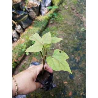 Chìa vôi cây giống ươm sẵn trong bầu