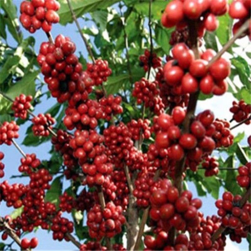 cây giống cà phê