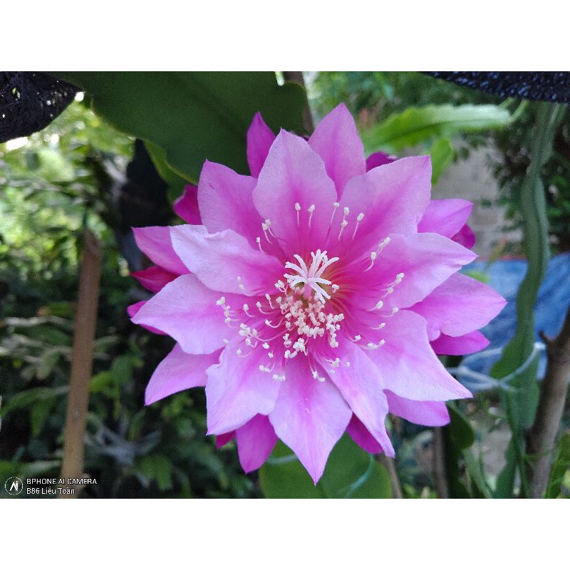 2 Lá nhật quỳnh tím Đà Lạt (25cm/lá)