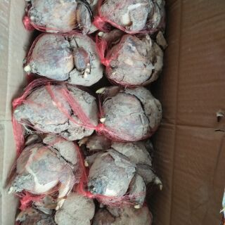 Củ giống hoa thủy tiên