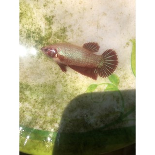 BETTA 10 bé thuỷ sinh như hình ( có trống có mái )
