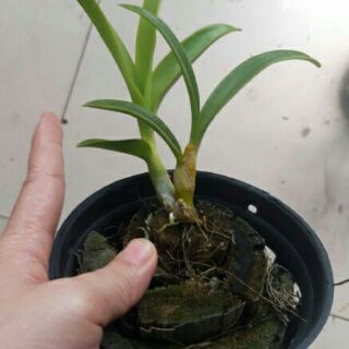 Lan denro nắng thơm pensoda cây tơ