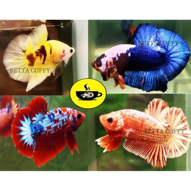 Dược phẩm dưỡng cá Nhật Bản 🇯🇵