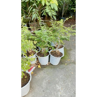 Cần Thăng Bonsai Lớn