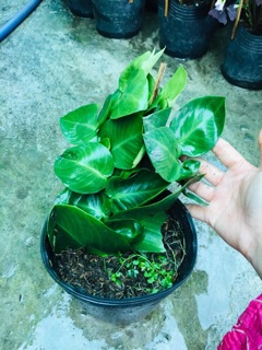 CÂY THẰN LẰN LEO TƯỜNG