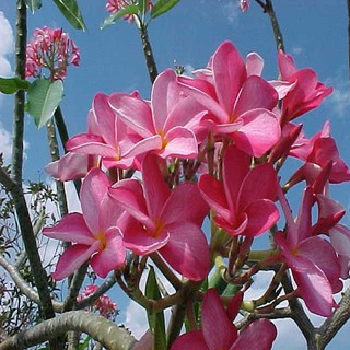 BẦU GIỐNG CÂY HOA ĐẠI ĐỎ