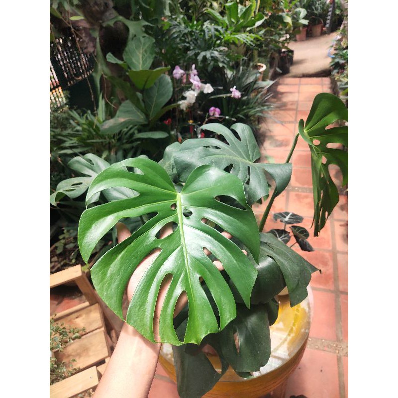 Trầu bà lá xẻ Monstera Deli