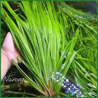 Cỏ narong | cây thủy sinh hậu cảnh