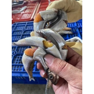 Cá Trứng Nauy [Ship Hoả Tốc]