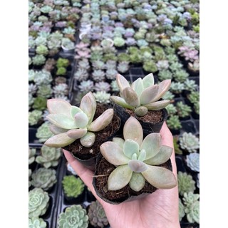 Sen đá sỏi mập. Hàng hiếm
