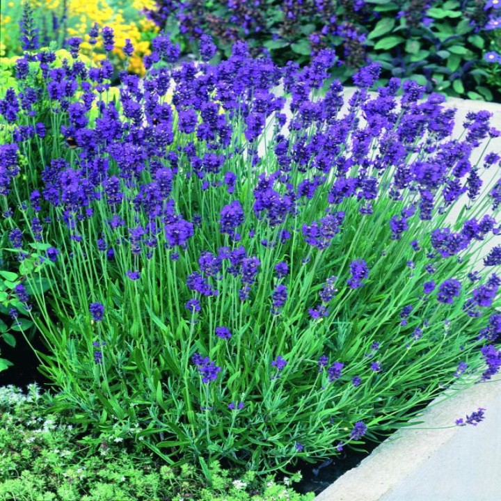 50h hạt giống hoa oải hương Lavender