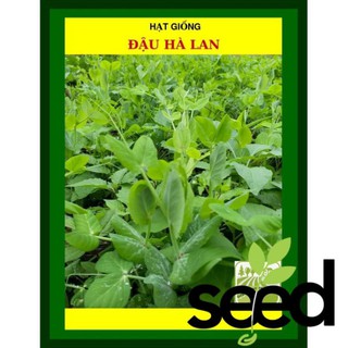 Hạt Giống Đậu Hà Lan 50 Gram