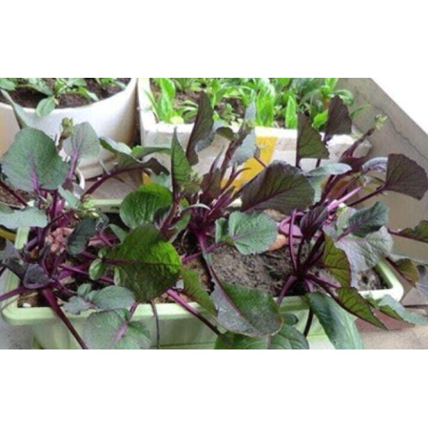 Hạt giống cài ngồng đỏ sanzi