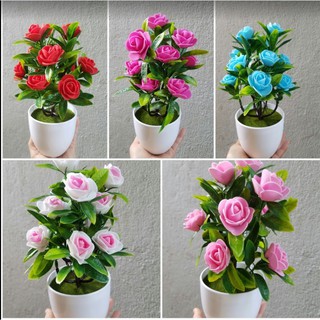 Chậu hoa hồng xinh trang trí