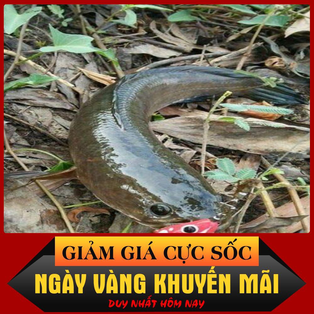 [Siêu Sốc] HD Rat mồi giả Thái Lan câu cá lóc hiệu quả.