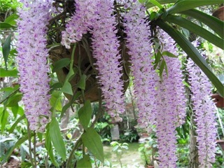 Lan đuôi chồn giống ( lan sóc ) - 1 cây