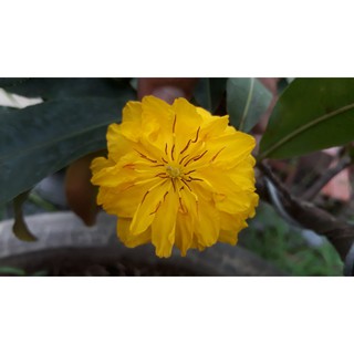 2 cây mai cúc thọ hương cỡ trung