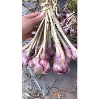 (1kg) TỎI BẮC SIÊU THƠM NGON.