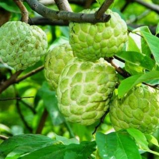 Cây na dứa đài loan