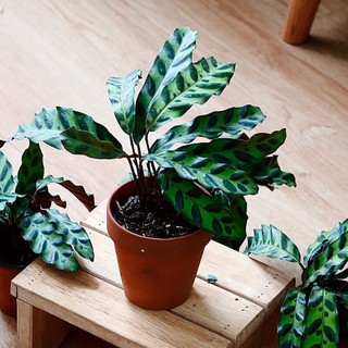 Cây Calathea lancifolia Rattlesnake - Cây Đuôi Công Rắn Chuông (chậu treo hoặc chậu đất nung)
