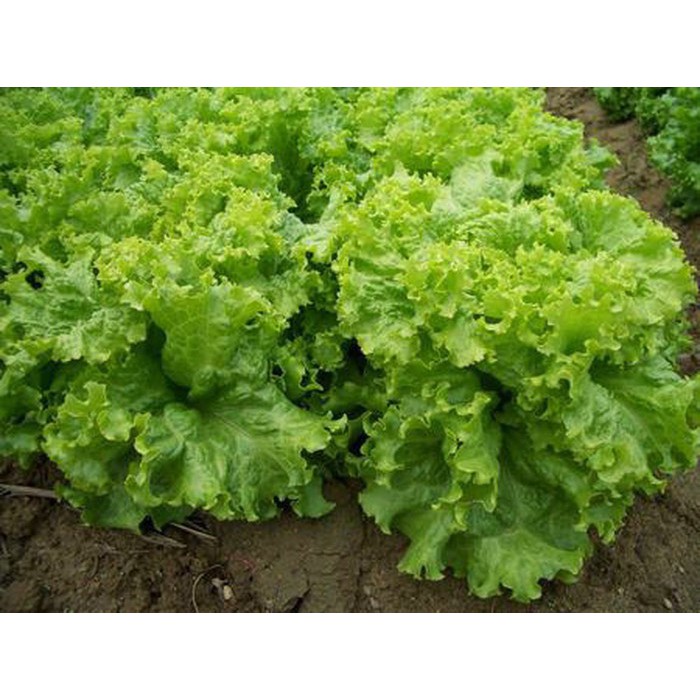 Hạt Giống Rau Xà Lách Xoăn Cao Sản - Gói 5Gr