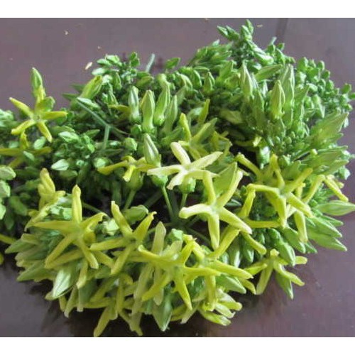 Cây giống hoa thiên lý