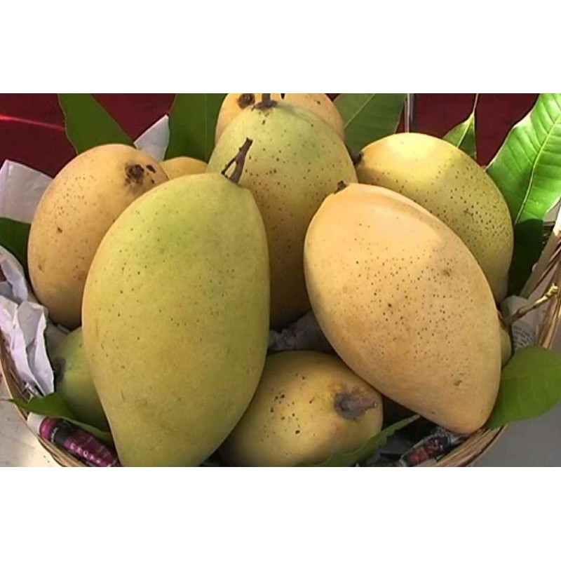 Xoài  Cát  Hòa  Lộc.