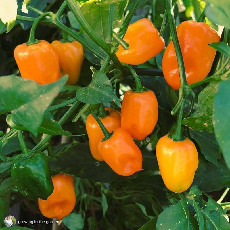 Combo 10 hạt ớt hữu cơ siêu cay Habanero Vàng Cam nhập Mỹ dễ trồng thơm vị trái cây