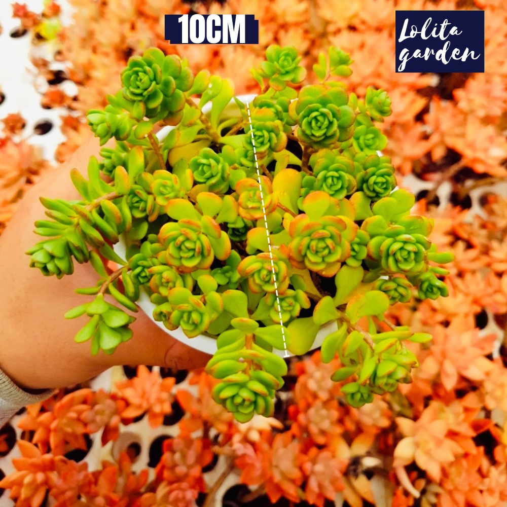 Sen đá sedum hoa hồng xanh Đà Lạt size trung bình cây cảnh trang trí nhà cửa Lolita garden