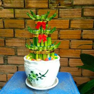 Phát Tài Búp Sen (Bao gồm chậu )