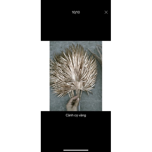 Cành lá táo vàng kim_ cành rẻ quạt decor trang trí siêu xinh