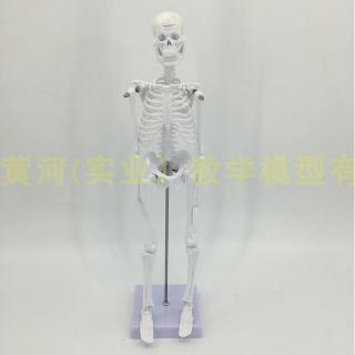 Mô Hình Bộ Xương Người 85cm