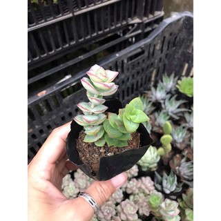 Sen đá size bầu