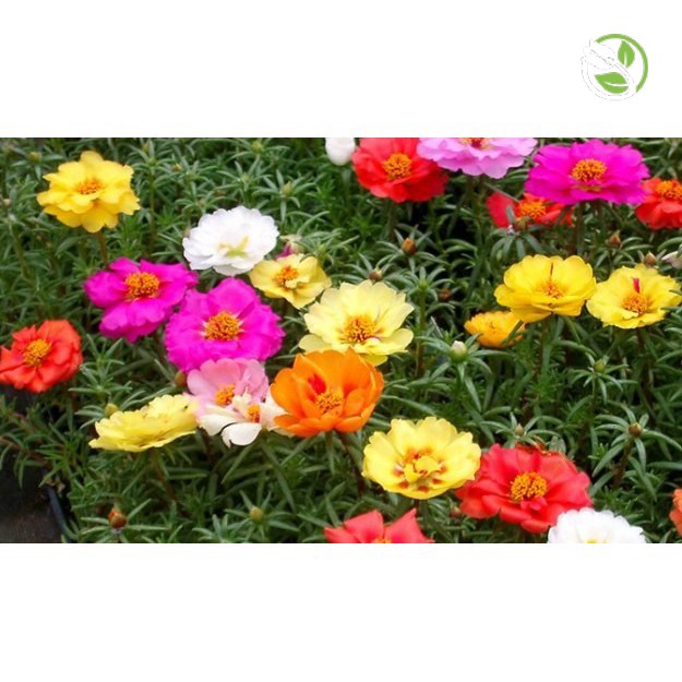 Hạt Giống Hoa Mười Giờ Cánh Đơn Mix Nhiều Màu PN-11 Phú Nông - Gói 500mg - "Single Petal" Portulaca Mix