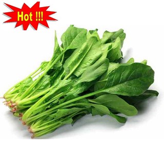 Hạt giống Cải Bó xôi 10g (rau chân vịt)