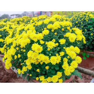 Gói 200 hạt giống  hoa cúc mâm xôi vàng