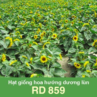 [Seeds] Hạt giống Hoa Hướng Dương lùn RD859, đóng gói 10 hạt