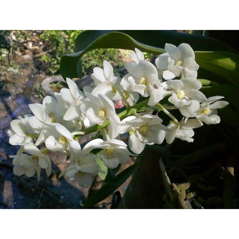 Hoa lan Ngọc điểm trắng thái